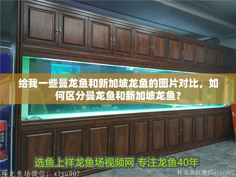 給我一些曼龍魚(yú)和新加坡龍魚(yú)的圖片對(duì)比，如何區(qū)分曼龍魚(yú)和新加坡龍魚(yú)？