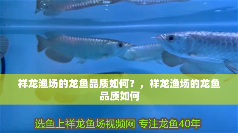 祥龍漁場的龍魚品質如何？，祥龍漁場的龍魚品質如何