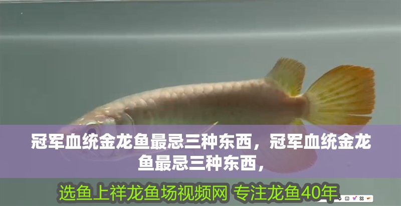 冠軍血統金龍魚最忌三種東西，冠軍血統金龍魚最忌三種東西，