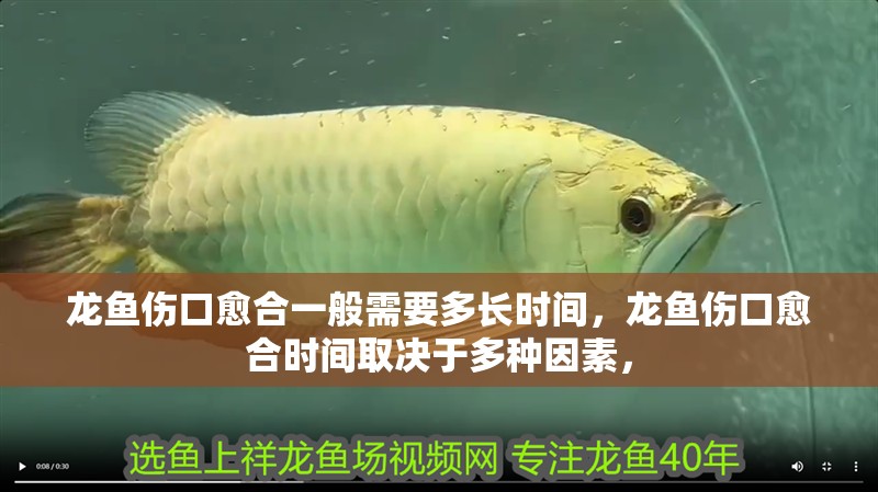 龍魚(yú)傷口愈合一般需要多長(zhǎng)時(shí)間，龍魚(yú)傷口愈合時(shí)間取決于多種因素，