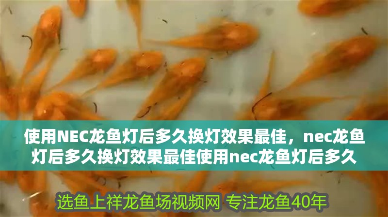 使用NEC龍魚(yú)燈后多久換燈效果最佳，nec龍魚(yú)燈后多久換燈效果最佳使用nec龍魚(yú)燈后多久換燈效果最佳