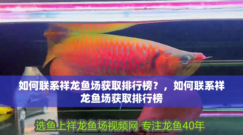 如何聯系祥龍魚場獲取排行榜？，如何聯系祥龍魚場獲取排行榜