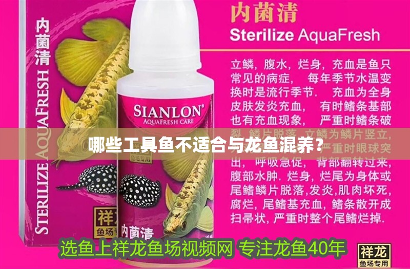 哪些工具魚不適合與龍魚混養(yǎng)？