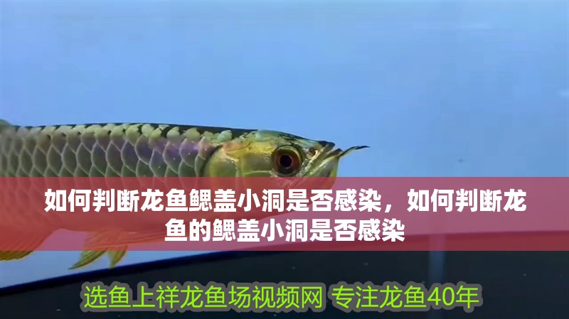 如何判斷龍魚鰓蓋小洞是否感染，如何判斷龍魚的鰓蓋小洞是否感染