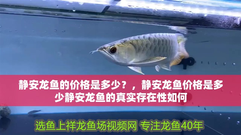 靜安龍魚的價格是多少？，靜安龍魚價格是多少靜安龍魚的真實存在性如何