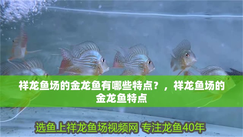 祥龍魚場的金龍魚有哪些特點？，祥龍魚場的金龍魚特點