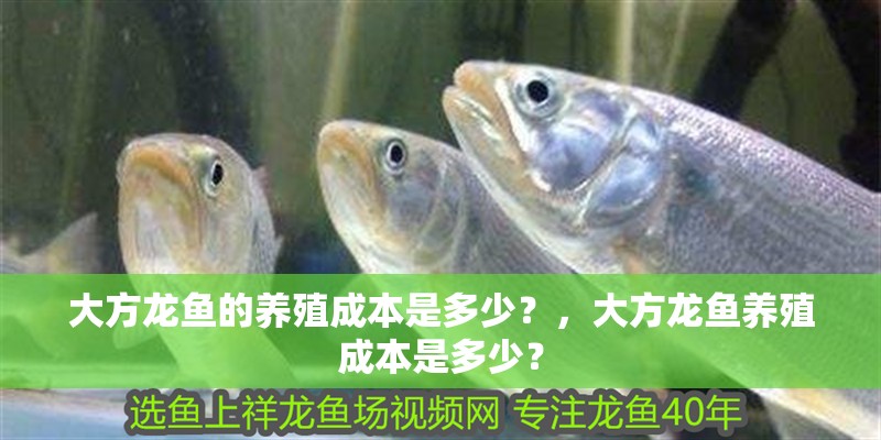 大方龍魚的養(yǎng)殖成本是多少？，大方龍魚養(yǎng)殖成本是多少？