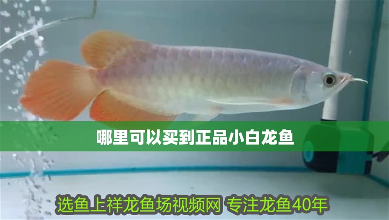 哪里可以買到正品小白龍魚
