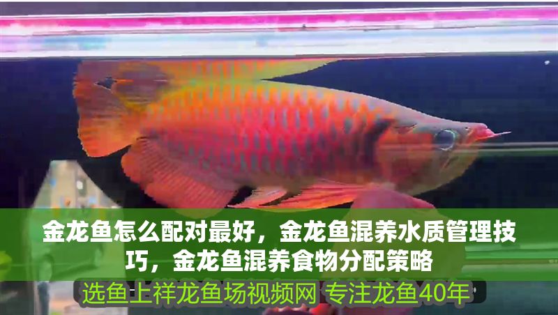 金龍魚怎么配對最好，金龍魚混養水質管理技巧，金龍魚混養食物分配策略