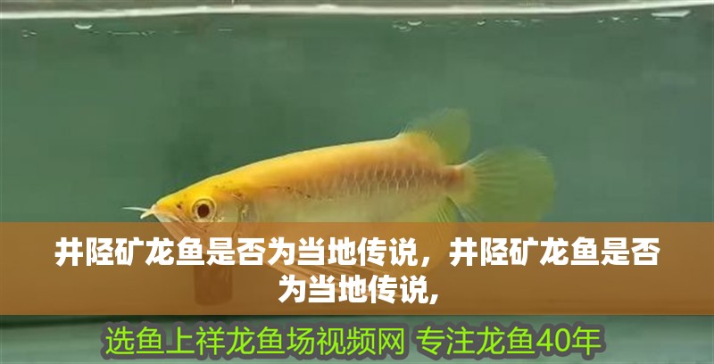 井陘礦龍魚是否為當地傳說，井陘礦龍魚是否為當地傳說,