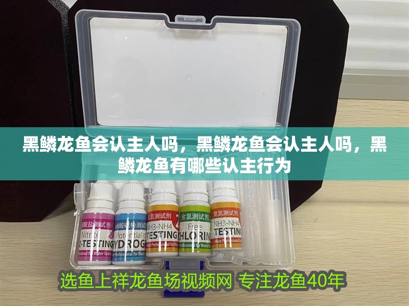 黑鱗龍魚會認主人嗎，黑鱗龍魚會認主人嗎，黑鱗龍魚有哪些認主行為