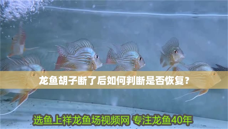 龍魚胡子斷了后如何判斷是否恢復？