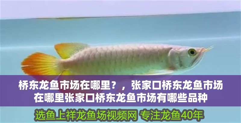 橋東龍魚市場在哪里？，張家口橋東龍魚市場在哪里張家口橋東龍魚市場有哪些品種
