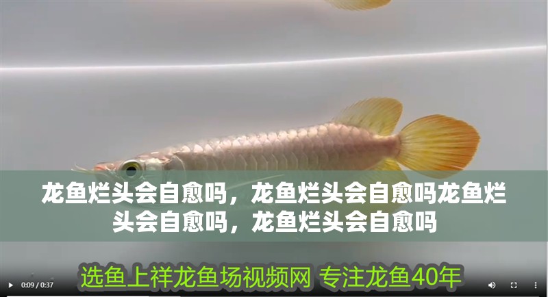 龍魚爛頭會自愈嗎，龍魚爛頭會自愈嗎龍魚爛頭會自愈嗎，龍魚爛頭會自愈嗎