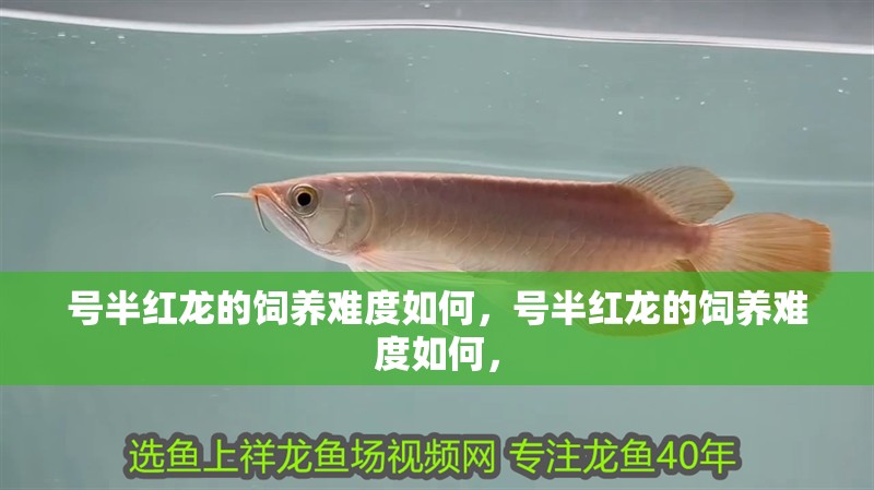 龍魚身體彎曲會自愈嗎，龍魚身體彎曲會自愈嗎龍魚身體彎曲會自愈嗎