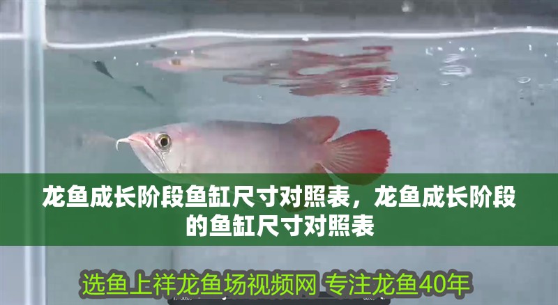 龍魚成長階段魚缸尺寸對照表，龍魚成長階段的魚缸尺寸對照表