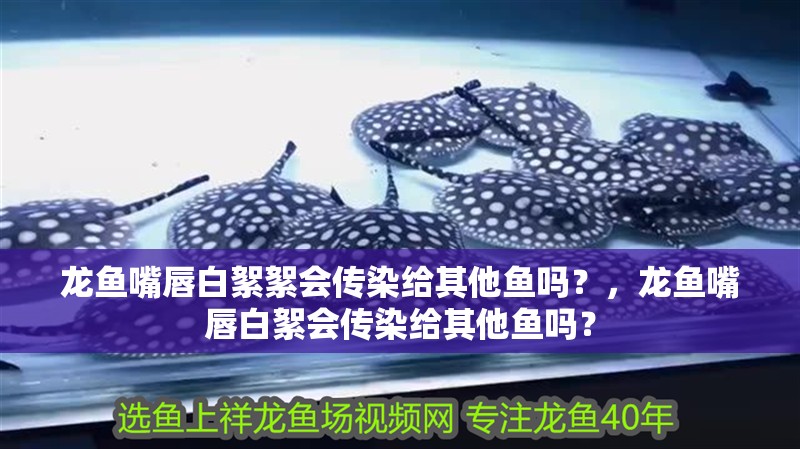 龍魚嘴唇白絮絮會傳染給其他魚嗎？，龍魚嘴唇白絮會傳染給其他魚嗎？