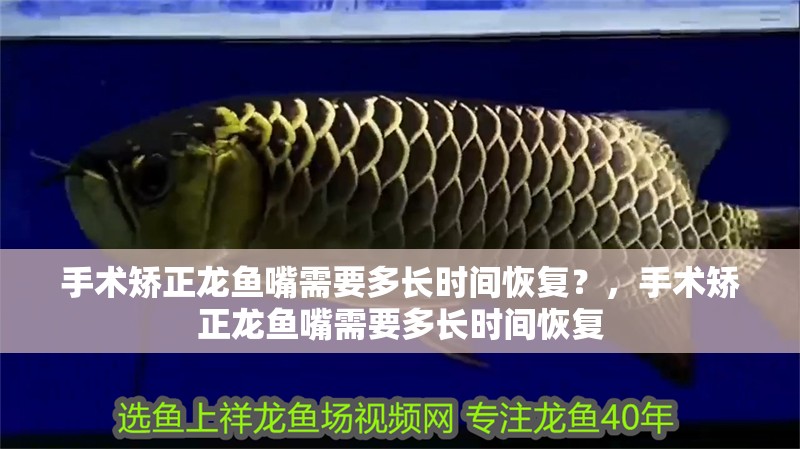 手術(shù)矯正龍魚(yú)嘴需要多長(zhǎng)時(shí)間恢復(fù)？，手術(shù)矯正龍魚(yú)嘴需要多長(zhǎng)時(shí)間恢復(fù)