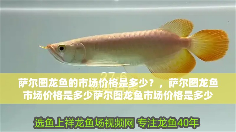 薩爾圖龍魚的市場價格是多少？，薩爾圖龍魚市場價格是多少薩爾圖龍魚市場價格是多少