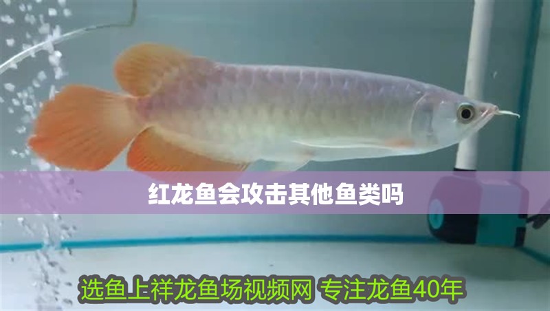 紅龍魚會攻擊其他魚類嗎