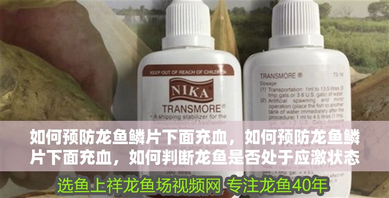 如何預(yù)防龍魚鱗片下面充血，如何預(yù)防龍魚鱗片下面充血，如何判斷龍魚是否處于應(yīng)激狀態(tài)