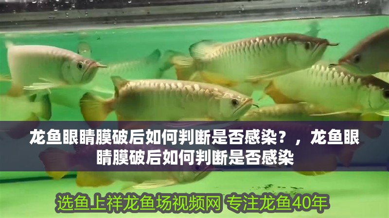 龍魚眼睛膜破后如何判斷是否感染？，龍魚眼睛膜破后如何判斷是否感染