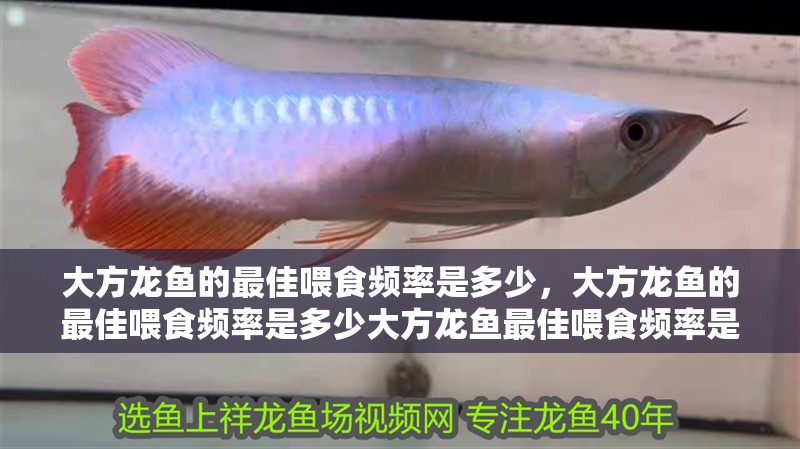 大方龍魚的最佳喂食頻率是多少，大方龍魚的最佳喂食頻率是多少大方龍魚最佳喂食頻率是多少