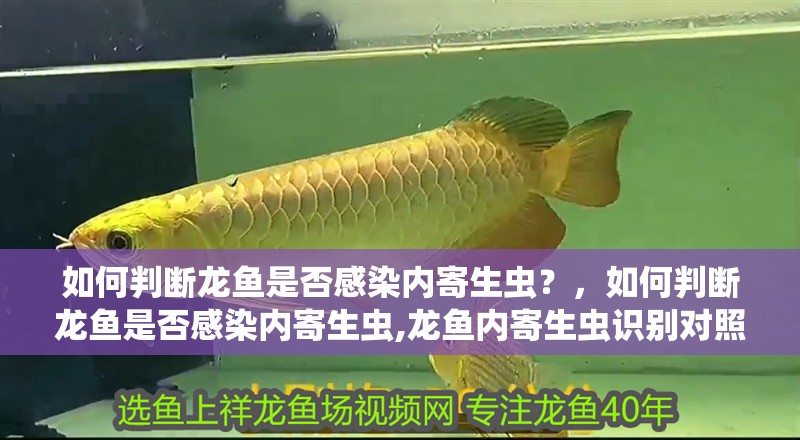 如何判斷龍魚是否感染內寄生蟲？，如何判斷龍魚是否感染內寄生蟲,龍魚內寄生蟲識別對照表
