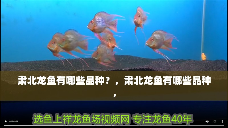 肅北龍魚有哪些品種？，肅北龍魚有哪些品種，