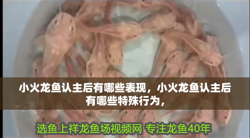 小火龍魚認主后有哪些表現(xiàn)，小火龍魚認主后有哪些特殊行為，
