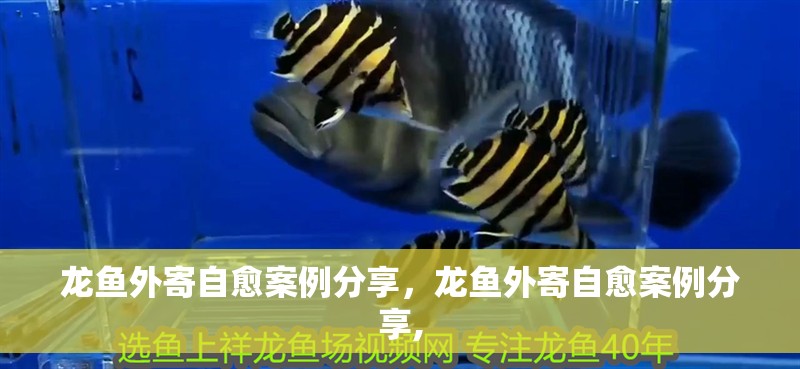 龍魚外寄自愈案例分享，龍魚外寄自愈案例分享,