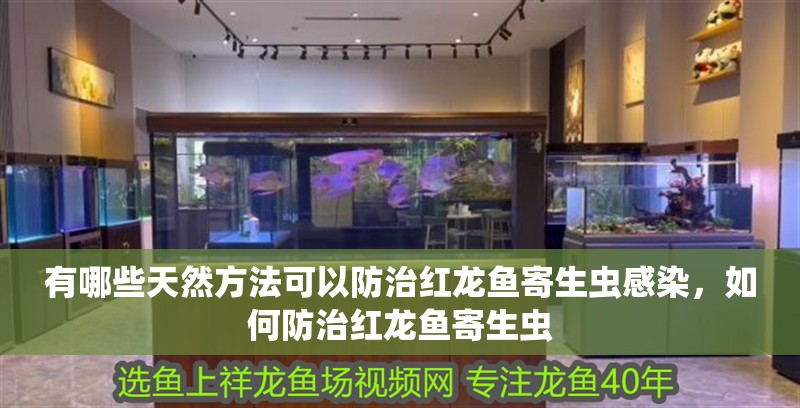 有哪些天然方法可以防治紅龍魚寄生蟲感染，如何防治紅龍魚寄生蟲
