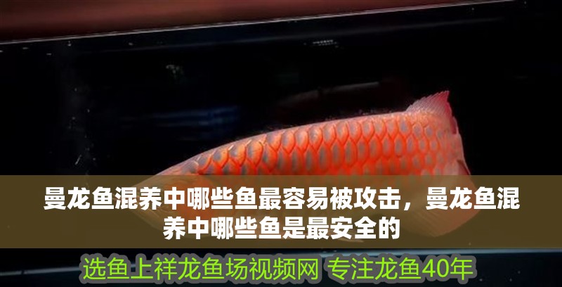 曼龍魚混養中哪些魚最容易被攻擊，曼龍魚混養中哪些魚是最安全的