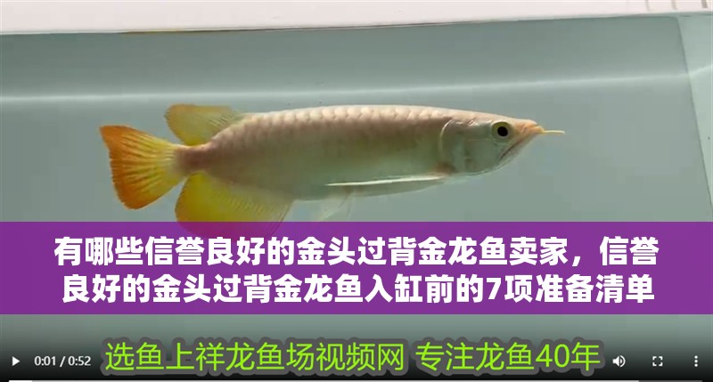 有哪些信譽良好的金頭過背金龍魚賣家，信譽良好的金頭過背金龍魚入缸前的7項準備清單