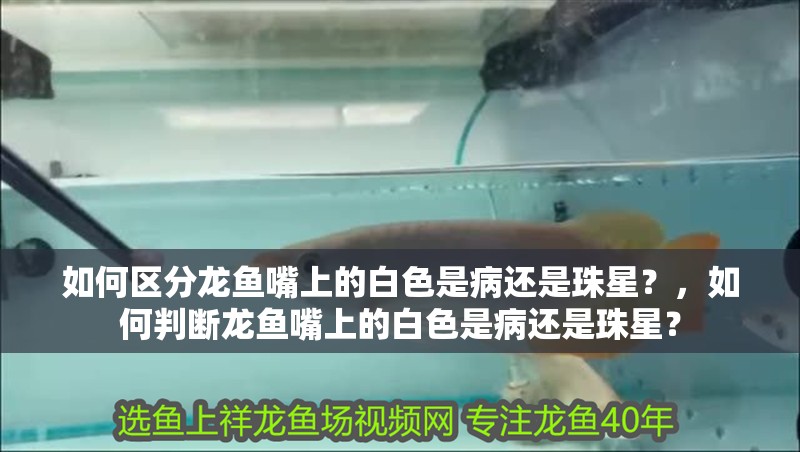 如何區分龍魚嘴上的白色是病還是珠星？，如何判斷龍魚嘴上的白色是病還是珠星？