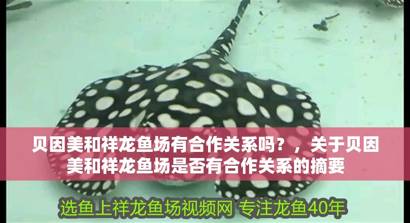 貝因美和祥龍魚場(chǎng)有合作關(guān)系嗎？，關(guān)于貝因美和祥龍魚場(chǎng)是否有合作關(guān)系的摘要