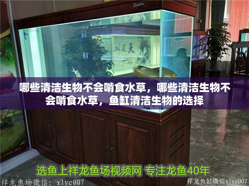 哪些清潔生物不會啃食水草，哪些清潔生物不會啃食水草，魚缸清潔生物的選擇