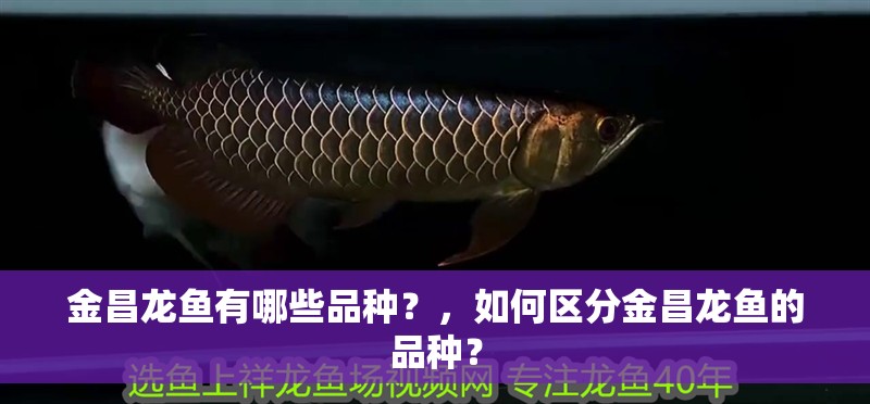 金昌龍魚有哪些品種？，如何區(qū)分金昌龍魚的品種？