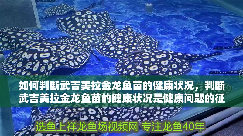 如何判斷武吉美拉金龍魚(yú)苗的健康狀況，判斷武吉美拉金龍魚(yú)苗的健康狀況是健康問(wèn)題的征兆