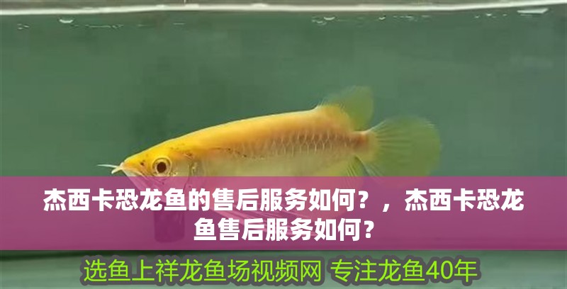 杰西卡恐龍魚的售后服務如何？，杰西卡恐龍魚售后服務如何？