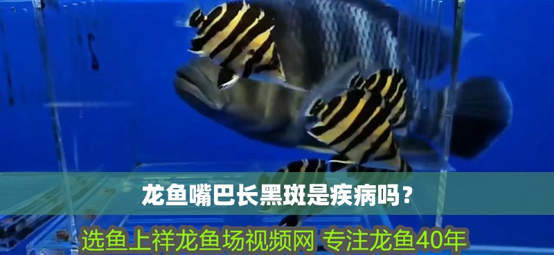 龍魚嘴巴長黑斑是疾病嗎？