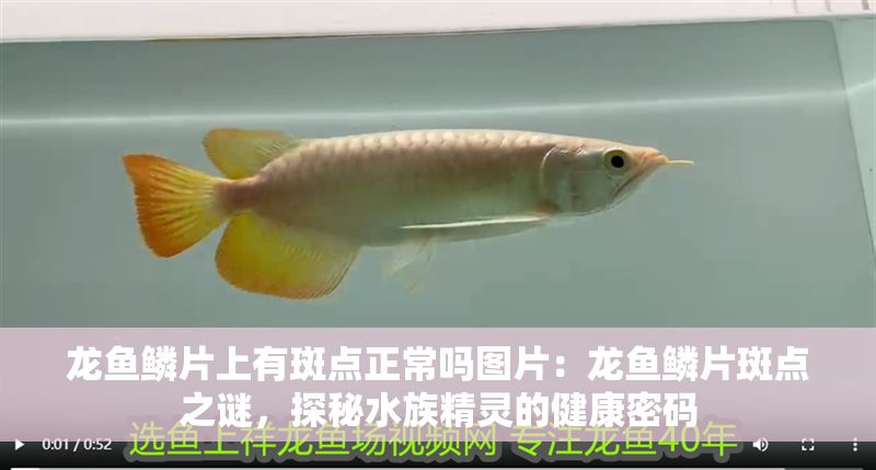 龍魚鱗片上有斑點正常嗎圖片：龍魚鱗片斑點之謎，探秘水族精靈的健康密碼