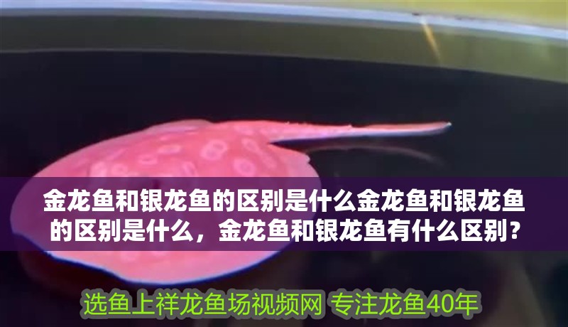 金龍魚和銀龍魚的區別是什么金龍魚和銀龍魚的區別是什么，金龍魚和銀龍魚有什么區別？