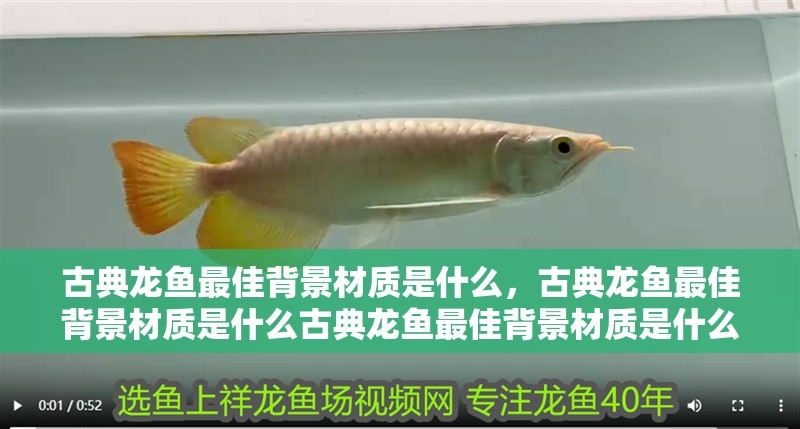 古典龍魚最佳背景材質是什么，古典龍魚最佳背景材質是什么古典龍魚最佳背景材質是什么