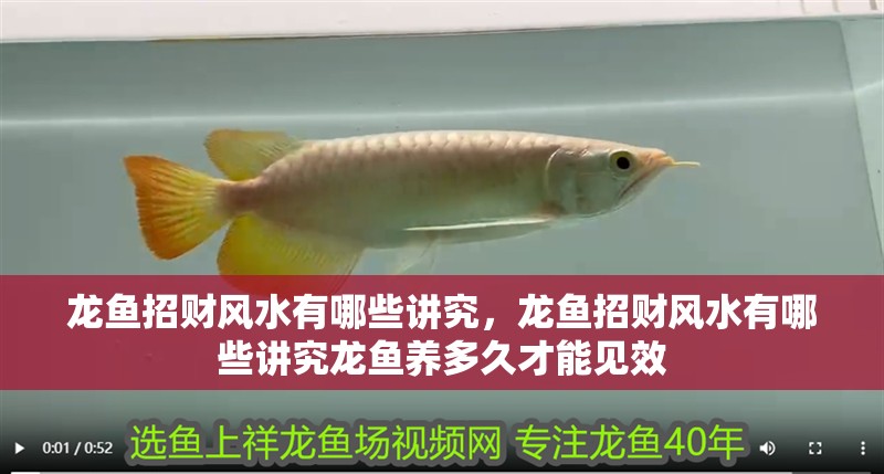 龍魚招財(cái)風(fēng)水有哪些講究，龍魚招財(cái)風(fēng)水有哪些講究龍魚養(yǎng)多久才能見效