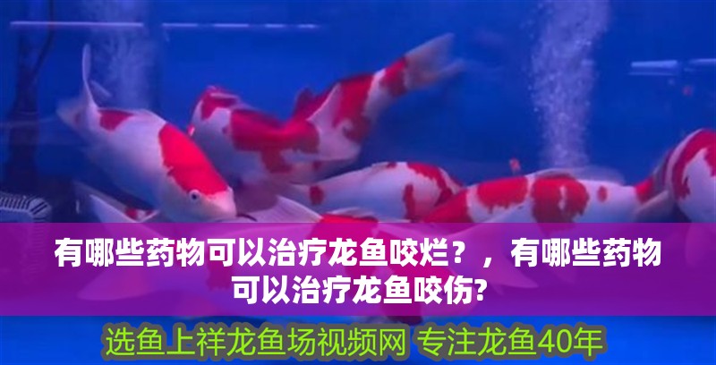 有哪些藥物可以治療龍魚咬爛？，有哪些藥物可以治療龍魚咬傷?