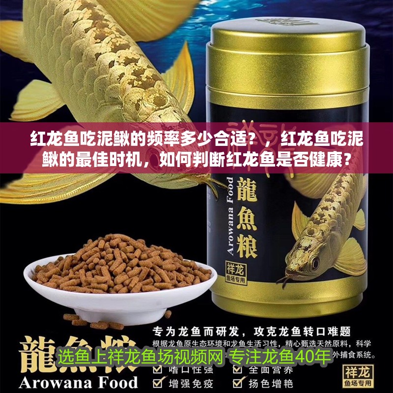 紅龍魚吃泥鰍的頻率多少合適？，紅龍魚吃泥鰍的最佳時(shí)機(jī)，如何判斷紅龍魚是否健康？