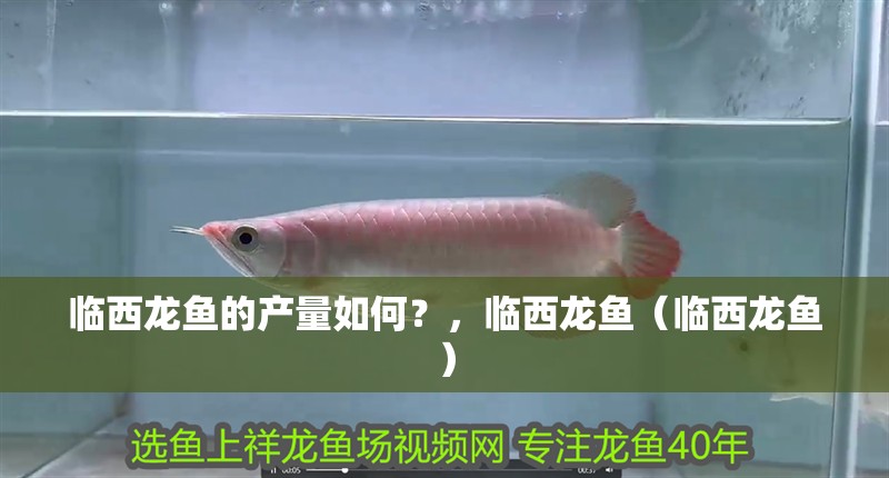 臨西龍魚的產(chǎn)量如何？，臨西龍魚（臨西龍魚）
