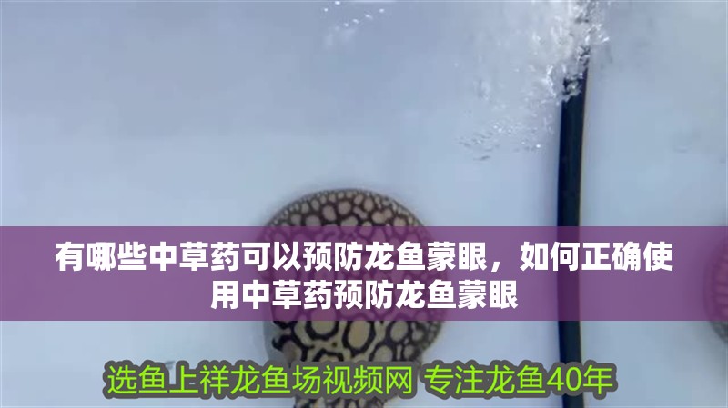 有哪些中草藥可以預防龍魚蒙眼，如何正確使用中草藥預防龍魚蒙眼