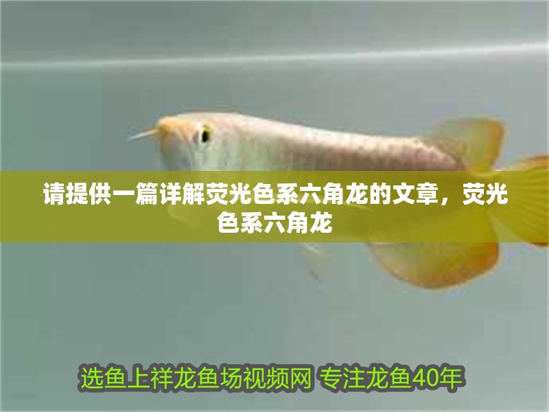 請提供一篇詳解熒光色系六角龍的文章，熒光色系六角龍